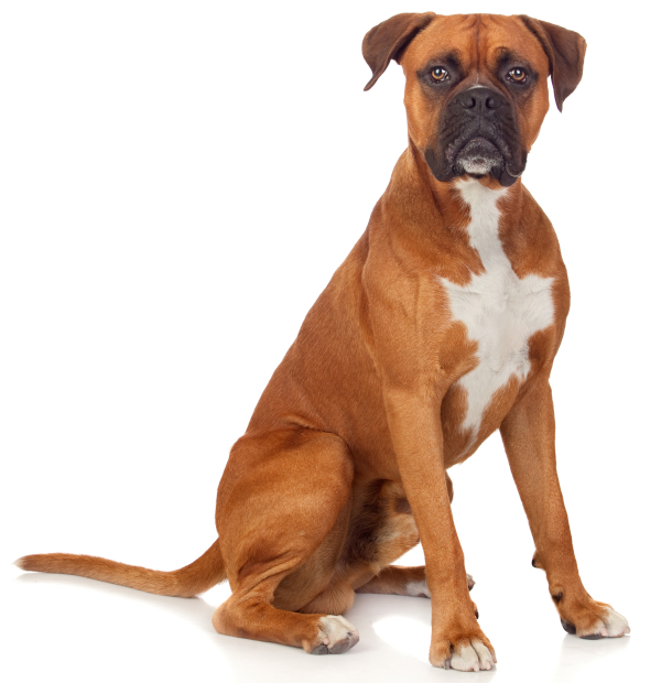 Boxer Health Panel Veterinary Genetics Laboratory